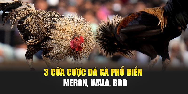 3-cua-cuoc-da-ga-pho-bien-–-meron-wala-bdd
