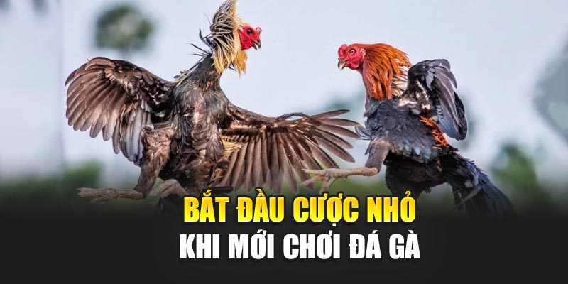 bat-dau-cuoc-nho-khi-moi-choi-da-ga