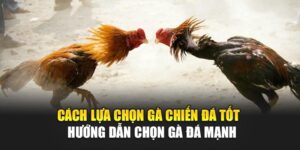 cach-lua-chon-ga-chien-da-tot-–-huong-dan-chon-ga-da-manh