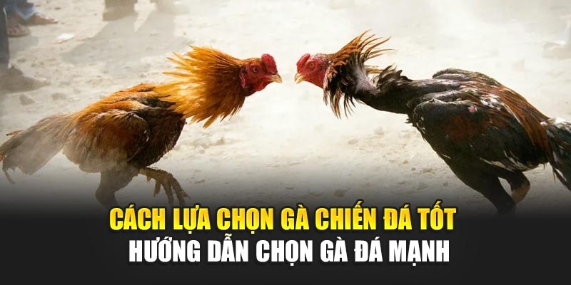 cach-lua-chon-ga-chien-da-tot-–-huong-dan-chon-ga-da-manh