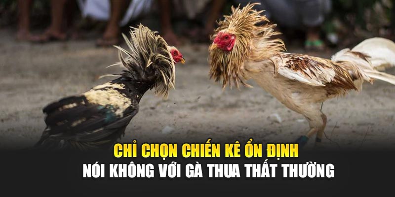 chi-chon-chien-ke-on-dinh-–-noi-khong-voi-ga-thua-that-thuong
