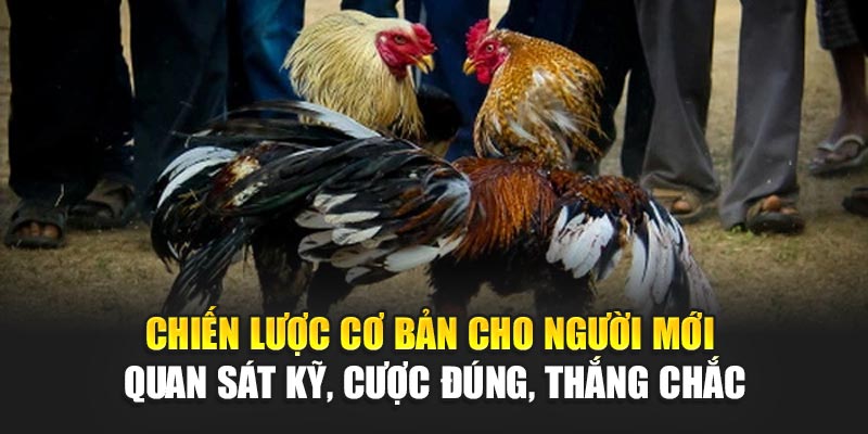 chien-luoc-co-ban-cho-nguoi-moi-–-quan-sat-ky-cuoc-dung-thang-chac