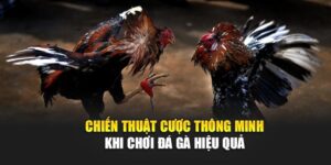 chien-thuat-cuoc-thong-minh-khi-choi-da-ga-hieu-qua