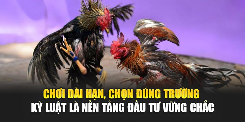 choi-dai-han-chon-dung-truong-–-ky-luat-la-nen-tang-dau-tu-vung-chac