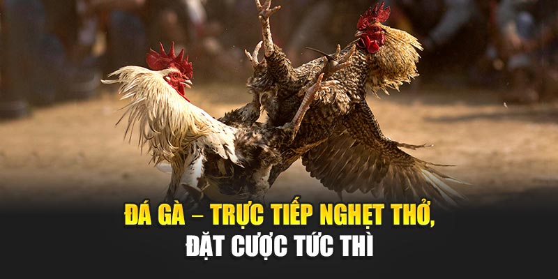 da-ga-–-truc-tiep-nghet-tho-dat-cuoc-tuc-thi