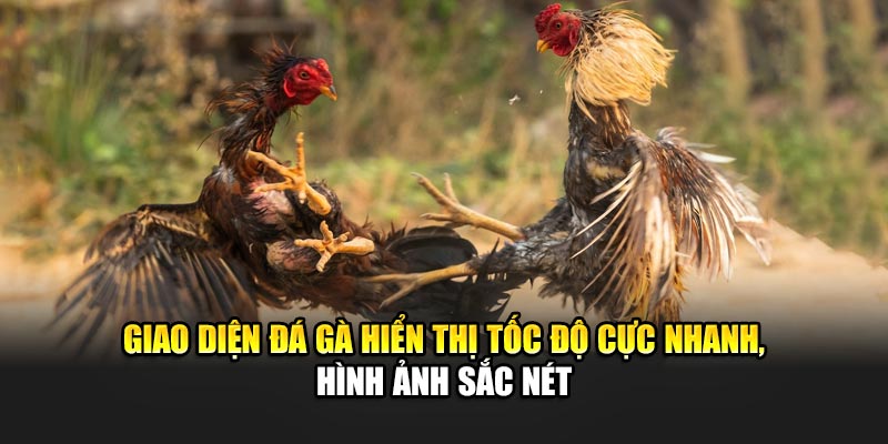 giao-dien-da-ga-hien-thi-toc-do-cuc-nhanh-hinh-anh-sac-net
