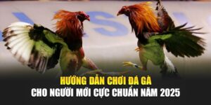 huong-dan-choi-da-ga-cho-nguoi-moi-cuc-chuan-nam-2025