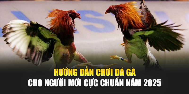 huong-dan-choi-da-ga-cho-nguoi-moi-cuc-chuan-nam-2025
