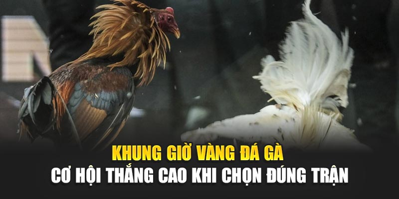khung-gio-vang-da-ga-–-co-hoi-thang-cao-khi-chon-dung-tran