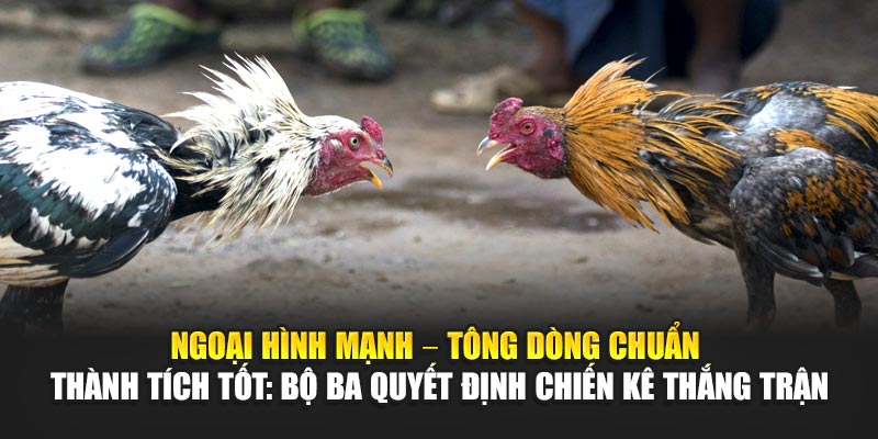 ngoai-hinh-manh-–-tong-dong-chuan-–-thanh-tich-tot-bo-ba-quyet-dinh-chien-ke-thang-tran
