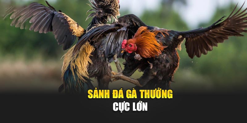 sanh-da-ga-thuong-cuc-lon